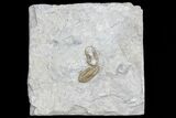 Two Mississippian Trilobites (Ameropiltonia) - Missouri #78005-2